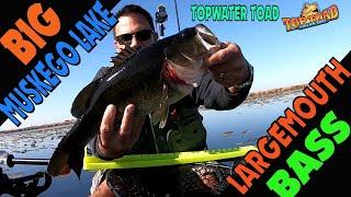 Kayak Fishing for Largemouth Bass on Big Muskego Lake using Topwater Toads (Stanley Toptoad)