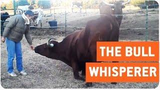 Texas Longhorn Cow Does Tricks | Bull Whisperer