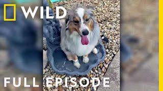 Everyone Loves a Birdbath (Full Episode) | America's Funniest Home Videos