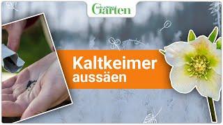 Kaltkeimer aussäen: So gelingt es