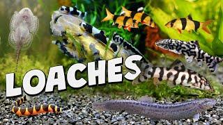 Best Loaches for Aquariums: Loach Lowdown getting to know these popular bottom dwellers.