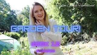 Garden Tour Week 12 |  6.19.2022 | Hollow Acres Homestead