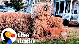 Golden Retriever Loves Playing Extreme Hide and Seek | The Dodo