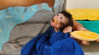 oh no ⁉️ the baby monkey is now greedily eating bananas, nimo is also impatient