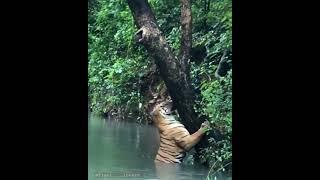 Hug me..!  Pench Forest | Tiger Video, #tiger #tree #hug #shorts