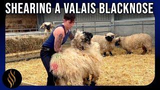 Shearing A Valais Blacknose In Scotland