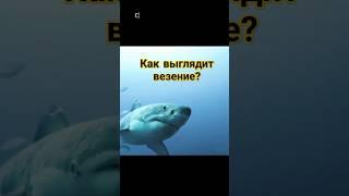 Как выглядит везение? #доверие #везение #психология