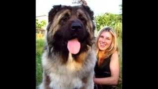 Самые большие собаки в мире The biggest dog in the world