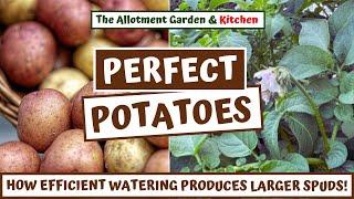 Potato Perfection - Essential Watering Tips and Tricks to Produce Larger Spuds #114