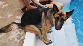 German Shepherds Dog Like You’ve Never Seen! 