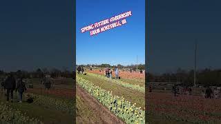 Spring Festival at Burnside farm Nokesville, VA #shorts #youtube #dmv #springfestival #flowers