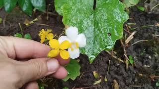 Eomecon chionantha