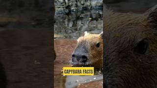 Why Capybaras Are the Chillest Animals on Earth! #Capybara #Animals #facts #animal #wildlife #nature