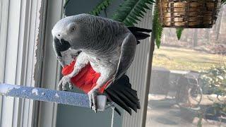 A few minutes with Symon the African Grey Talking Parrot#talkingparrot #africangrey #birds #cag