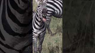 Como soa uma zebra/How does Zebra Sound #zebra #animal #wildlife #safari #africa #cuteanimals