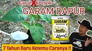 Murah dan Gampang di Dapat.! Garam Dapur untuk Pupuk Alternatif Luar Biasa