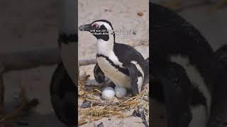 Penguins in Africa?  #travel #africatravel #travelafrica #traveltheworld #southafricatravel