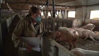 Spain's 'mega farms': Model of intensive farming comes under scrutiny • FRANCE 24 English