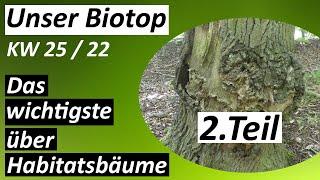 Baummikrohabitate - #Biotop - KW 25 / 2022