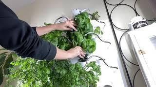 How to TRIM plants in the iHarvest