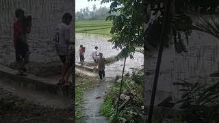 ondee maaakkk baju sekolah d bawok nyo main ka sawah.. #lakilaki #viral #sawah #short