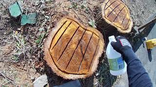 how to poison a tree stump