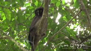 Rufous Owl (Ninox rufa) HD VIDEO Australian Bird Media