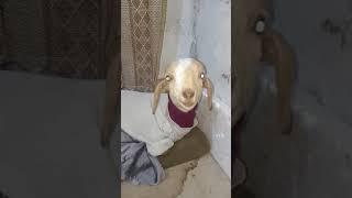 #shortsvideo #babygoat #mspetsvlogs #shortsfeed #viralshorts #shortsvideo #shorts #shorts