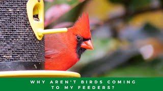 Why Aren't Birds Coming To My Feeders?