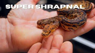 Daytona Reptile Breeders Expo 2024