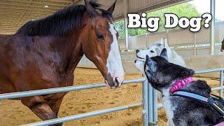 My Huskies Met the Budweiser Clydesdales!