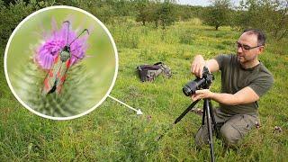 How to Photograph Insects in the Field (Canon R6 & EF 100mm F/2.8 Macro Lens)