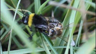 Bombus Arısı ile Bal Arısının Kavgası