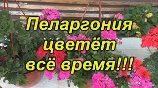 Пеларгония цветёт постоянно- что для этого нужно сделать.