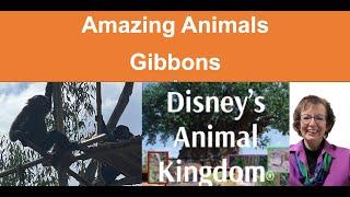 Amazing Animals of Disney's Animal Kingdom Gibbons