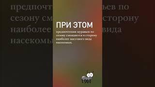 Вред от муравьев на участке сплошная польза