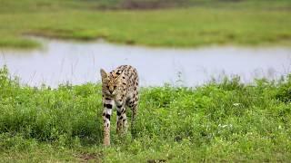 The Elusive Serval: Unveiling the Secret to Seeing This Stunning Wild Cat