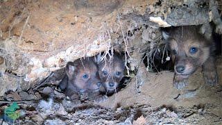 First look inside a wild wolf den