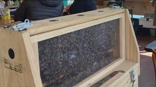 Thieves in Oakland steal 10,000 honeybees