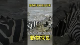 鱷魚群瘋狂掏肛斑馬，是跟鬣狗學的嗎#動物世界 #鱷魚#斑馬