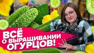 КАК ВЫРАСТИТЬ ОГУРЦЫ?! От А до Я