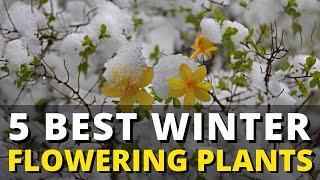 5 Best Winter Flowering Plants ️