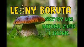 Leśny Boruta - Grzyby, Las, Natura, Złoto i Jelenie.