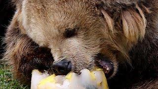 Bären in finnischem Zoo beenden Winterruhe