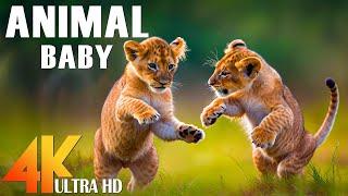 Tierbabys 4k - Erstaunliche Welt der jungen Tiere | Szenischer Entspannungsfilm