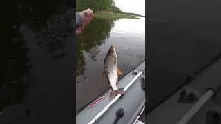 ПОКЛЕВКА ПЛОТВЫ НА ПОПЛАВОК!!! #рыбалка #рыбалканафидер #fishing