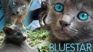 Bluestar: One of the Greatest Leaders Of Thunderclan