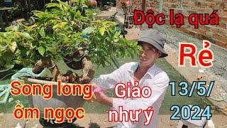 13/5/2024️0385462998 Dụng  cây độc lạ song long ôm ngọc cây lớn mà giá chưa từng thấy như ý