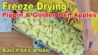 Freeze Drying - Batches 665 & more - Newtown Pippins and Golden Delicious Apples