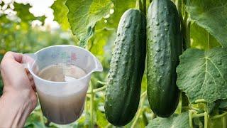 I give THIS to cucumbers before harvest, and they are always huge and juicy